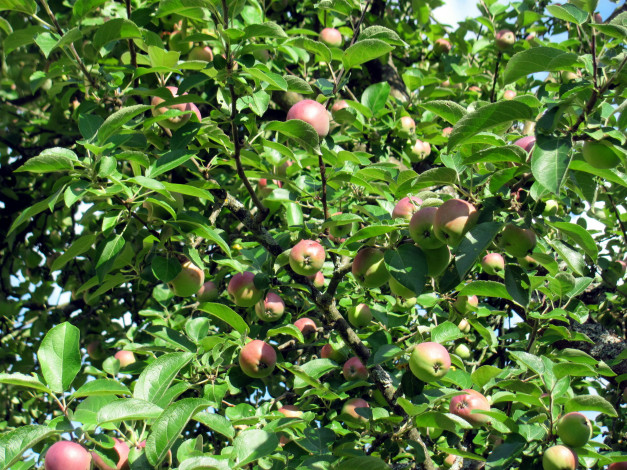 Обои картинки фото природа, плоды, яблоки