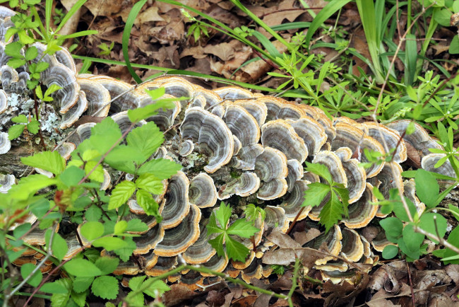 Обои картинки фото природа, грибы, грибная, семейка