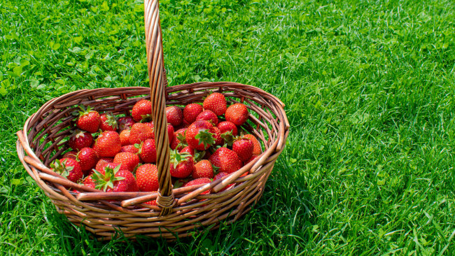 Обои картинки фото еда, клубника,  земляника, трава, спелая, корзинка