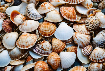 Картинка разное ракушки +кораллы +декоративные+и+spa-камни