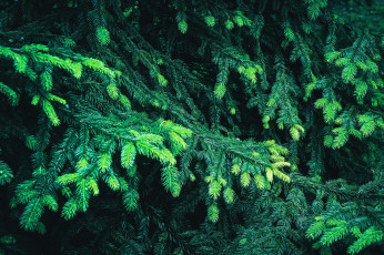 Картинка природа деревья ёлка хвоя ветки