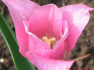 Картинка цветы тюльпаны