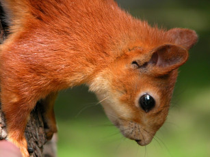 Картинка животные белки