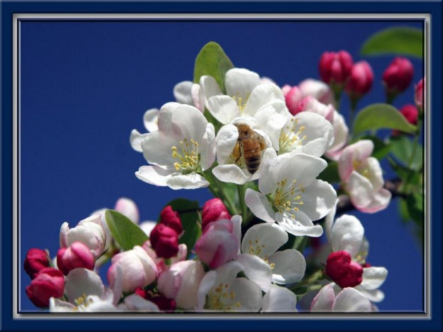 Обои картинки фото цветы, цветущие, деревья, кустарники