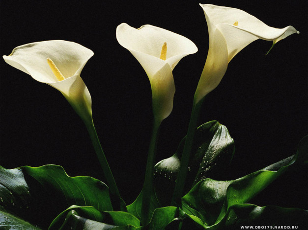 Обои картинки фото цветы, каллы