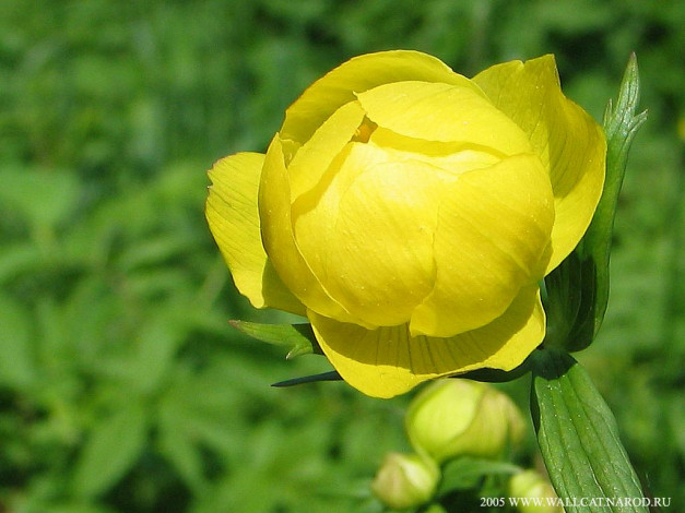 Обои картинки фото цветы, калужницы, лютики