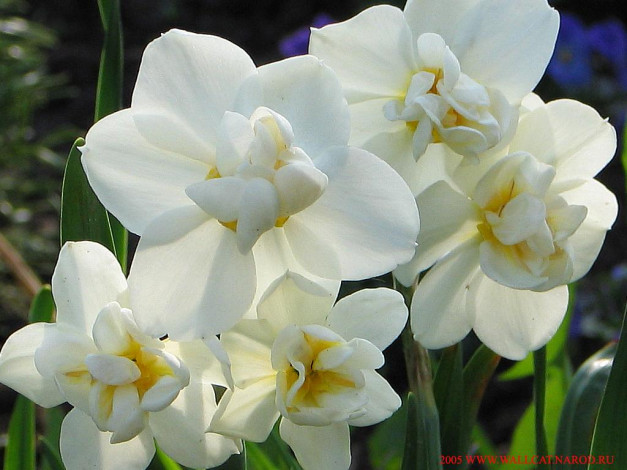 Обои картинки фото цветы, нарциссы