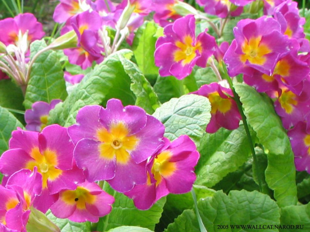 Обои картинки фото цветы, примулы