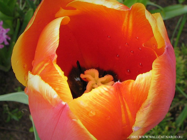 Обои картинки фото цветы, тюльпаны