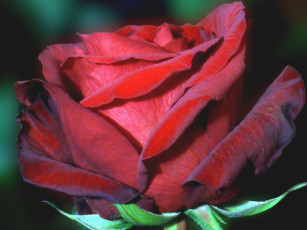 Картинка цветы розы