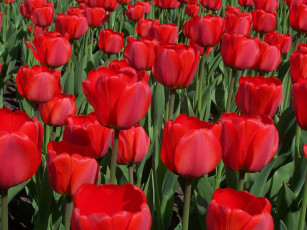 Картинка цветы тюльпаны