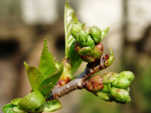 Картинка начало природа макро