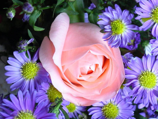 Обои картинки фото цветы, разные, вместе