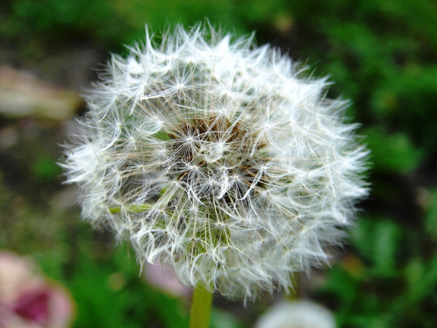 Обои картинки фото одуванчик, цветы, одуванчики