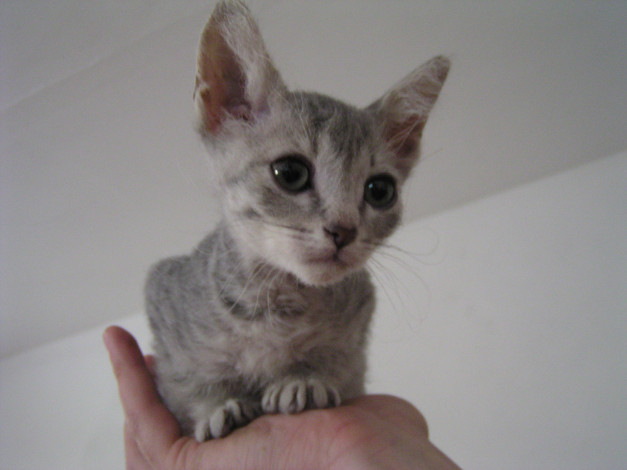 Обои картинки фото тимерхан, животные, коты