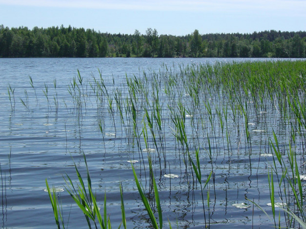 Обои картинки фото природа