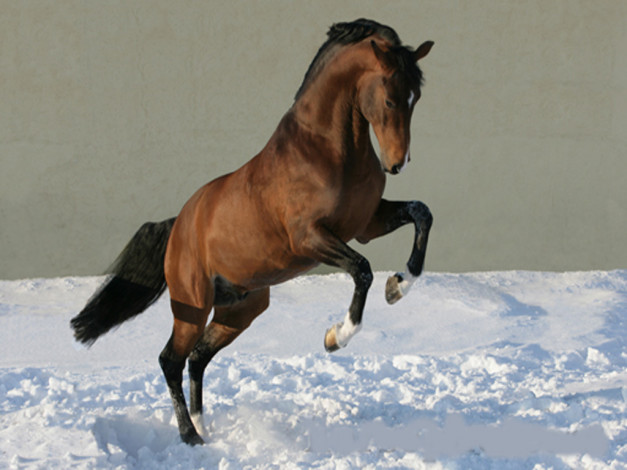 Обои картинки фото животные, лошади