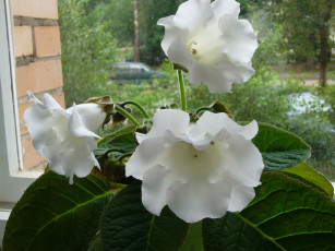 Картинка цветы глоксиния синнингия