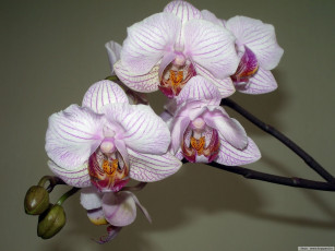 Картинка цветы орхидеи