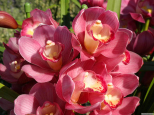 Картинка цветы орхидеи