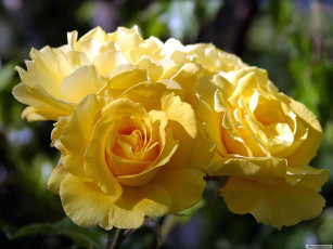 Картинка цветы розы