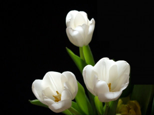 Картинка цветы тюльпаны