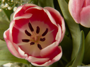 Картинка цветы тюльпаны