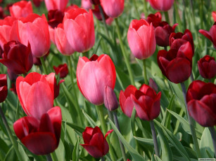 Картинка цветы тюльпаны