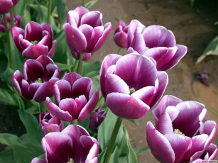 обоя цветы, тюльпаны