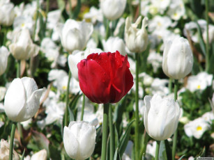 Картинка цветы тюльпаны