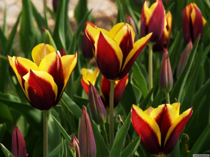 Картинка цветы тюльпаны