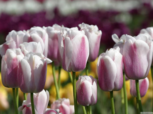 Картинка цветы тюльпаны
