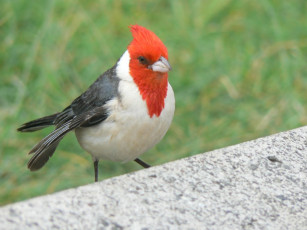 Картинка животные кардиналы