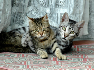 Картинка животные коты