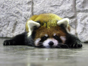 Картинка животные панды