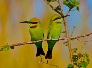 Картинка животные щурки пчелоеды