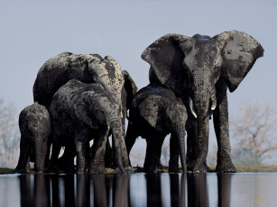 Картинка животные слоны