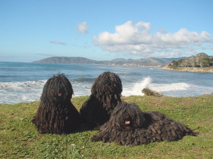 Картинка животные собаки