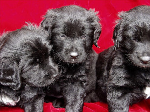 Картинка животные собаки