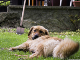 Картинка животные собаки