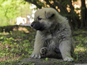 Картинка животные собаки