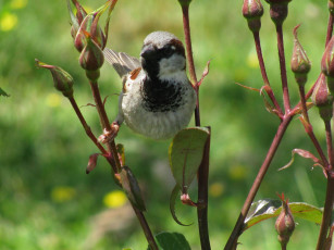 Картинка животные воробьи
