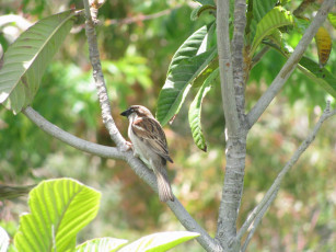 Картинка животные воробьи