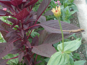 Картинка животные Ящерицы игуаны вараны