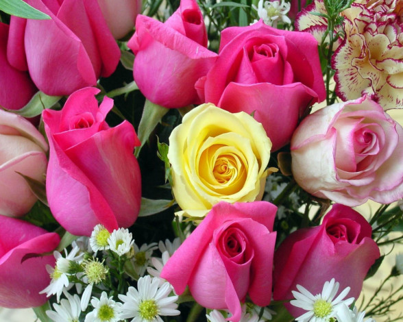 Обои картинки фото цветы, разные, вместе