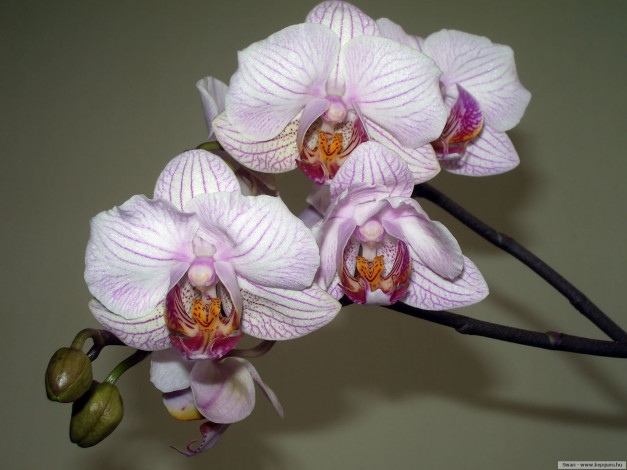Обои картинки фото цветы, орхидеи