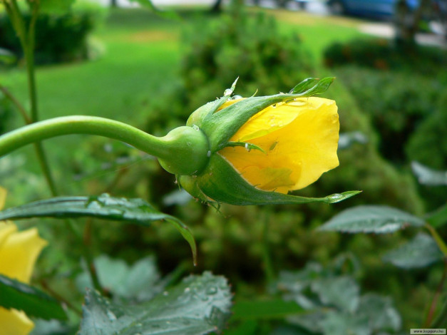 Обои картинки фото цветы, розы