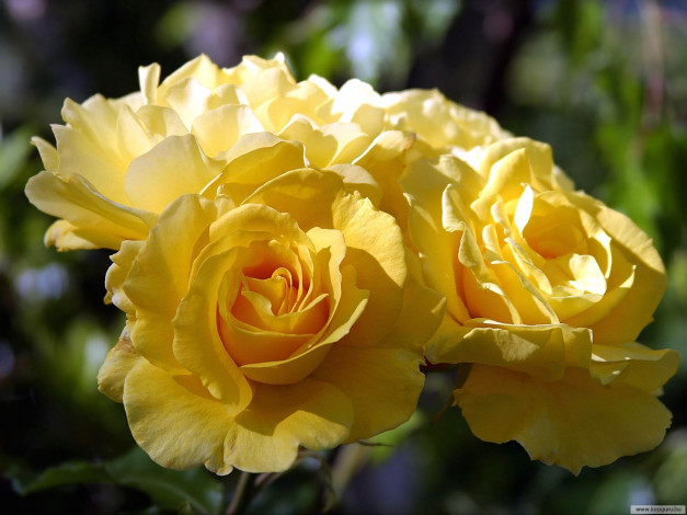 Обои картинки фото цветы, розы