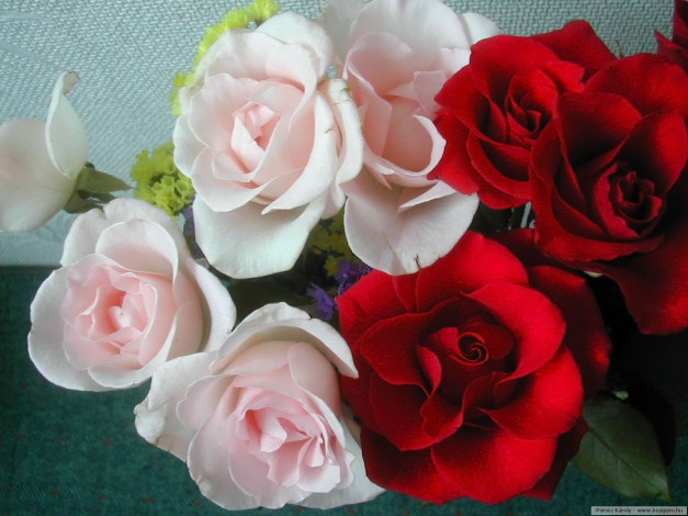 Обои картинки фото цветы, розы