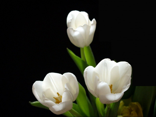 Обои картинки фото цветы, тюльпаны
